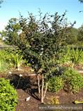 Bladdernut